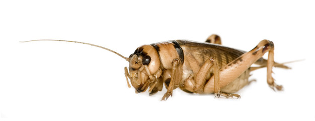 Grasshopper