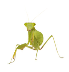 Praying mantis - Mantis religiosa