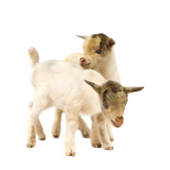 Fototapeta premium Young Pygmy goat
