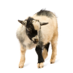 Young Pygmy goat