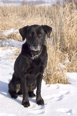 Old Black Lab Sits in a Snowy Field