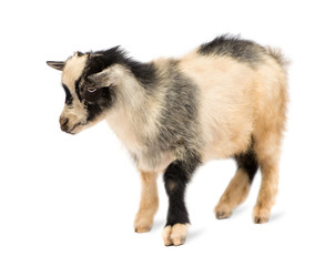 Fototapeta premium Young Pygmy goat