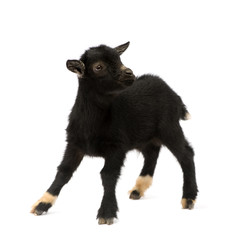 Young Pygmy goat