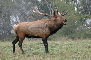 Naklejka na ściany i meble Bugling Elk