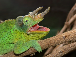 A Jackson's Chameleon