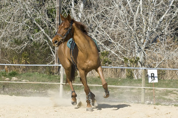 Chevaux- J. Ribieff-16.CR2
