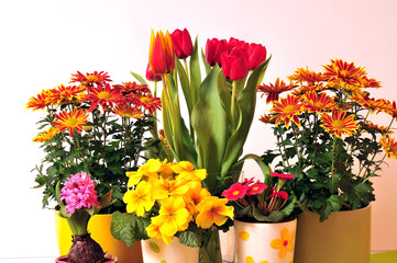 Frühling Blumen Tulpen