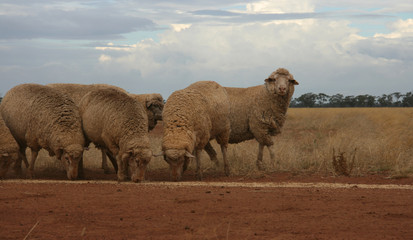 Line of sheep