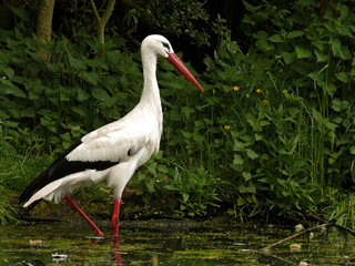 Storch_01