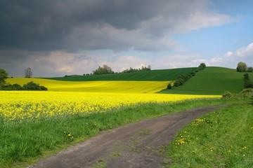 Yellow field rape in bloom with blue sky and dark clouds