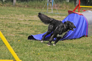 powerhund