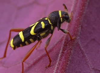 Gemeiner Widderbock_01