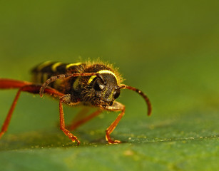 Gemeiner Widderbock_02