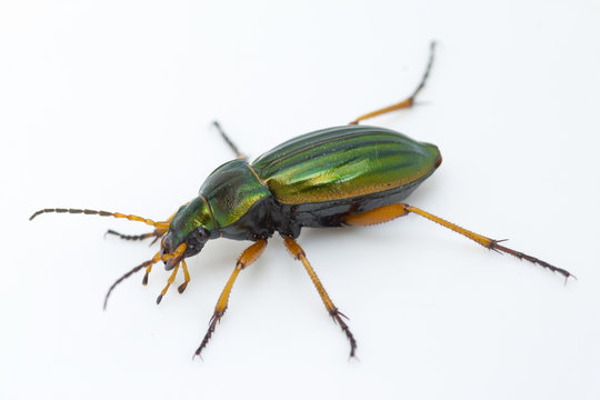 Carabus auratus