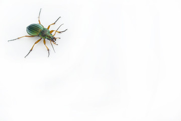 Carabus auratus