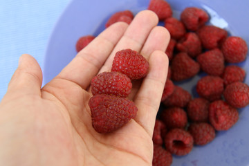 raspberries on the hand