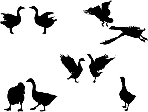 goose vector  silhouette   collection for designers