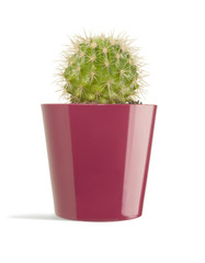 Pianta Grassa con vaso 