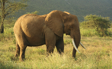 Naklejka na ściany i meble Słoń w Kenii