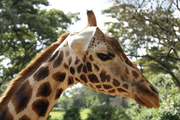 Close up to a Giraffe