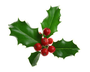 Holly Isolated on White
