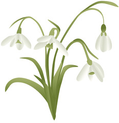 vector - lily of the valley