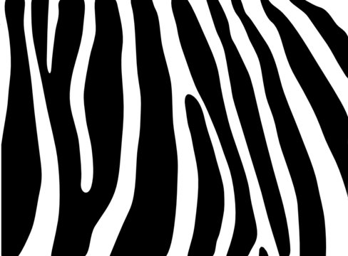 vector - zebra texture Black and White