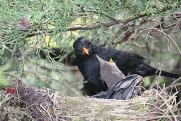 a blackbird feeding little birds in their nest