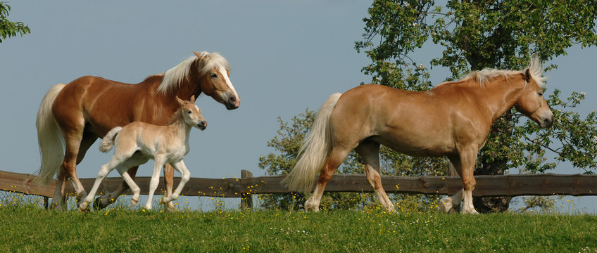 Haflinger Pferde