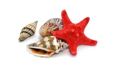 seashells and starfish
