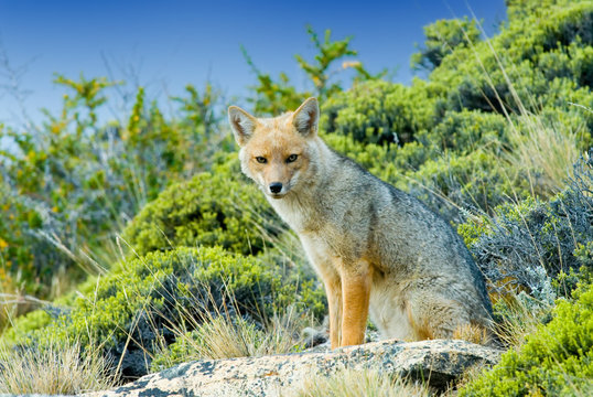 Patagonian Fox (Dusicyon culpaeus)