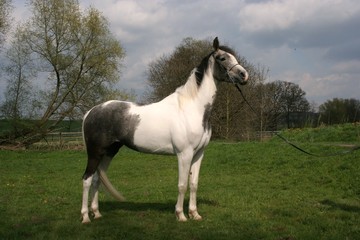 Fototapeta premium Tai 4