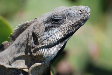 iguane soucieux