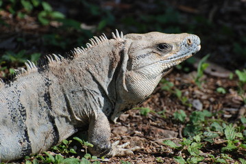 iguane