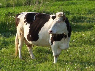 cow on pasture