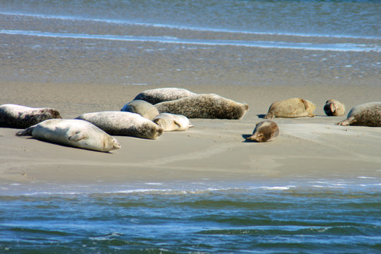 Seehunde an der Nordsee