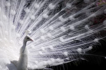 Photo sur Plexiglas Paon white peacock