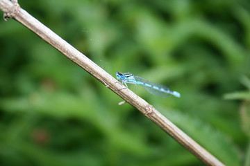 Federlibelle