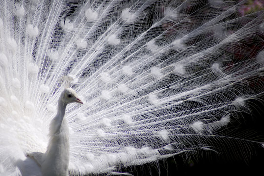 Fototapeta white peacock