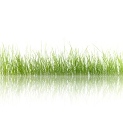 Obraz premium Erba verde