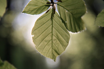 Feuilles de hêtre