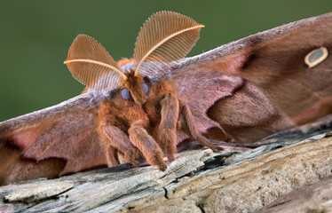 Polyphemus moth portrait