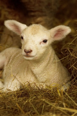 Obraz premium Cute little lamb in dried hay.