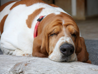 Basset Hund beim Schlafen