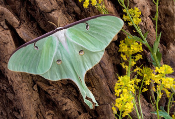 Luna moth on tree 2 - obrazy, fototapety, plakaty