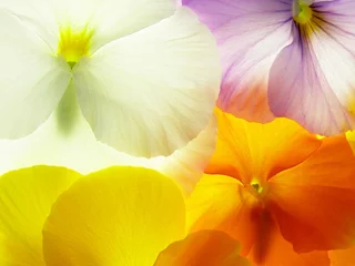 Foto op Plexiglas Viooltjes kleurrijke altviool