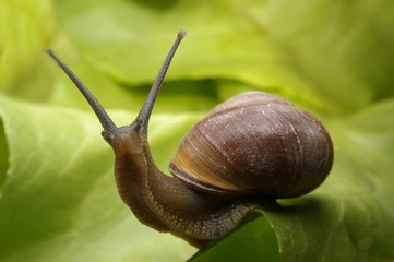 snail #3