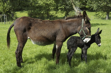 Fototapeta premium Premiers pas d'un ânon