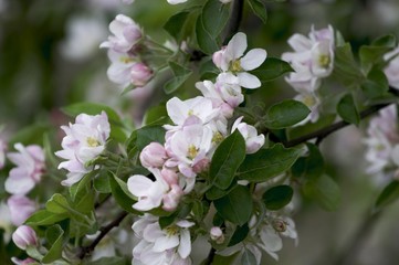 Fototapeta premium white flowers
