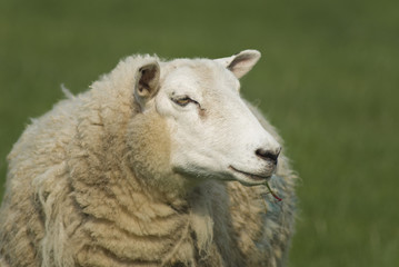 Sheep